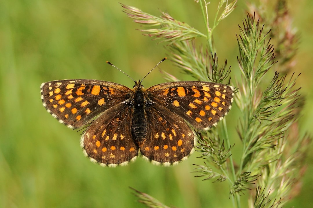 Photo Butterfly wings